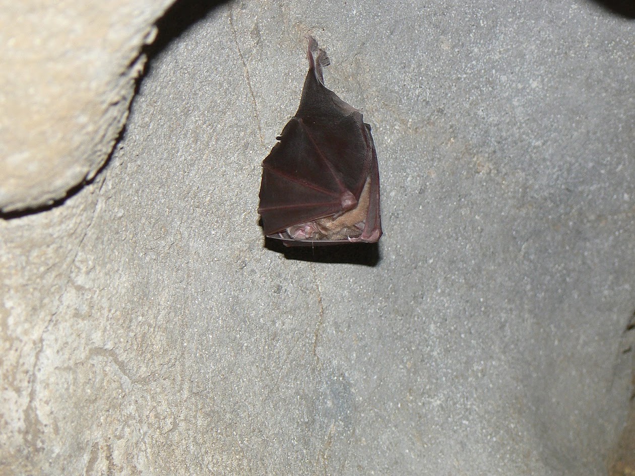 Trouver l'espèce qui se cache derrière cette image