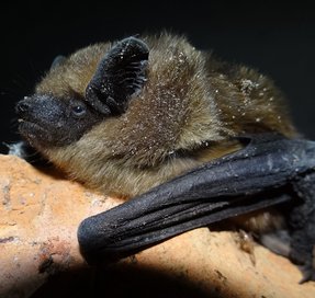 Eptesicus serotinus Eptesicus serotinus