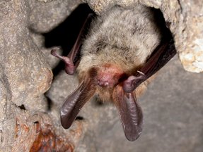Myotis bechsteinii Myotis bechsteinii