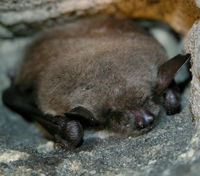 Myotis dasycneme Myotis dasycneme
