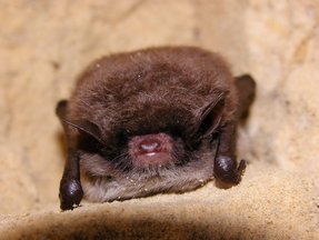 Myotis daubentonii Myotis daubentonii