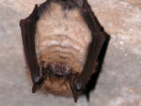 Myotis emarginatus Myotis emarginatus