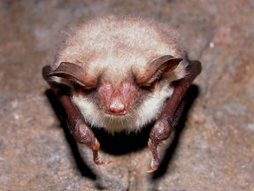 Myotis myotis Myotis myotis