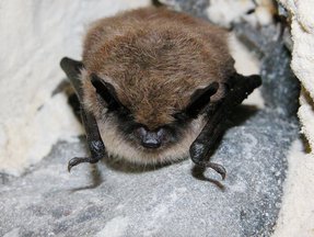 Myotis mystacinus & cie Myotis mystacinus & cie