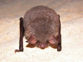 Myotis nattereri Myotis nattereri