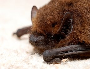 Pipistrellus sp. Pipistrellus sp.