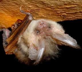 Plecotus auritus Plecotus auritus