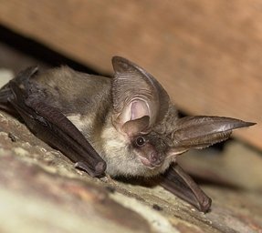 Plecotus austriacus Plecotus austriacus