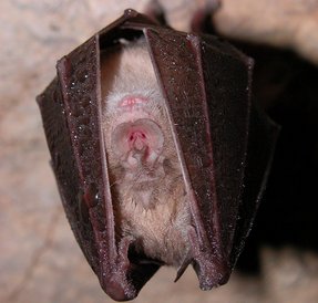 Rhinolophus ferrumequinum Rhinolophus ferrumequinum