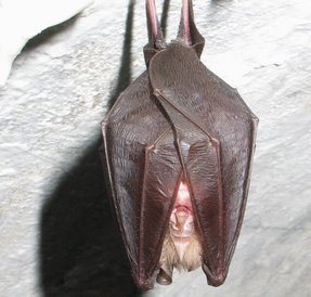 Rhinolophus hipposideros Rhinolophus hipposideros